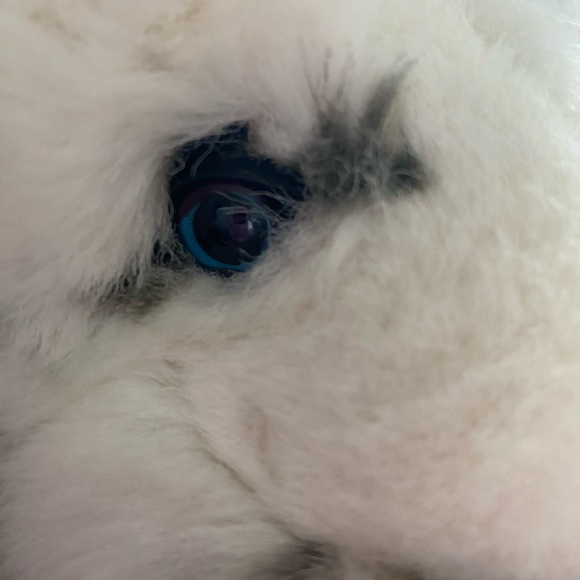 Vintage HTF White Lion Cub Realistic stuffed animal plush 26 - Picture 4 of 7